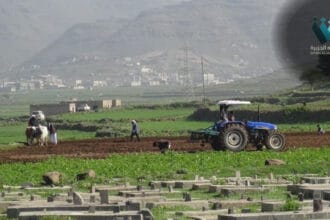 اليمن: حقول خضراء ومخاوف الأمن الغذائي تتفاقم